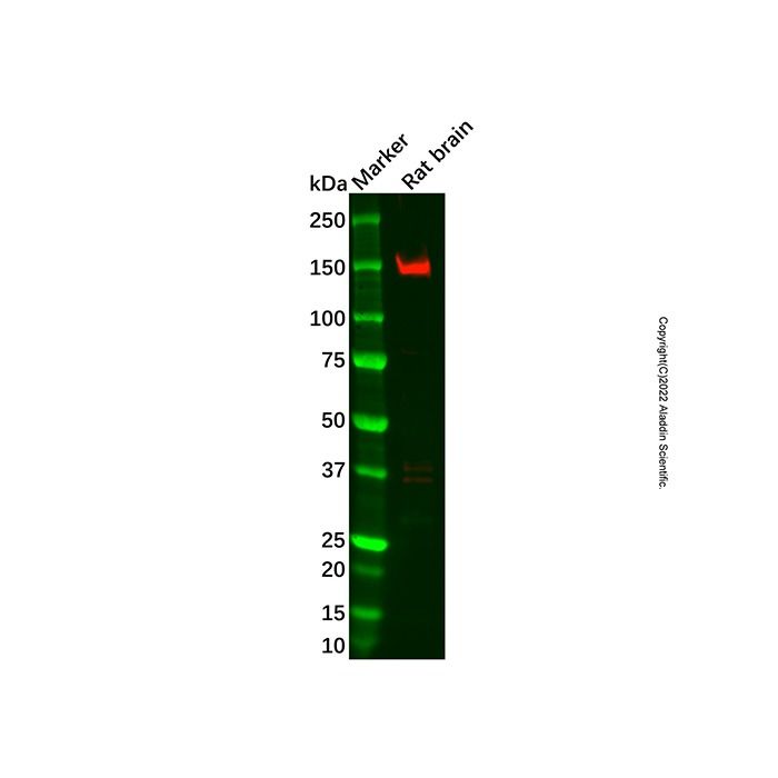 Recombinant CDC25 Antibody