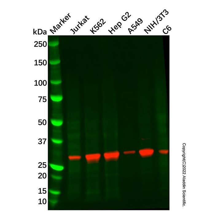 Recombinant Cdc34 Antibody