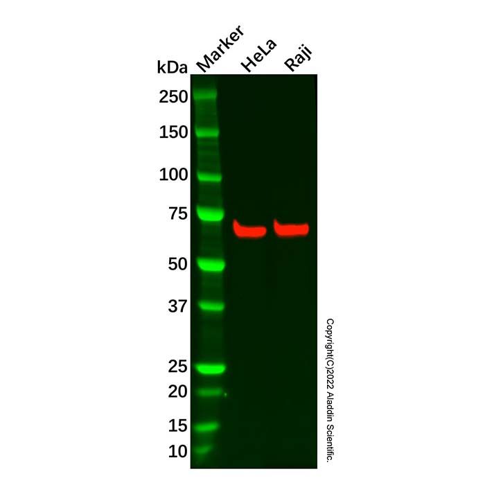Recombinant CDC7 Antibody