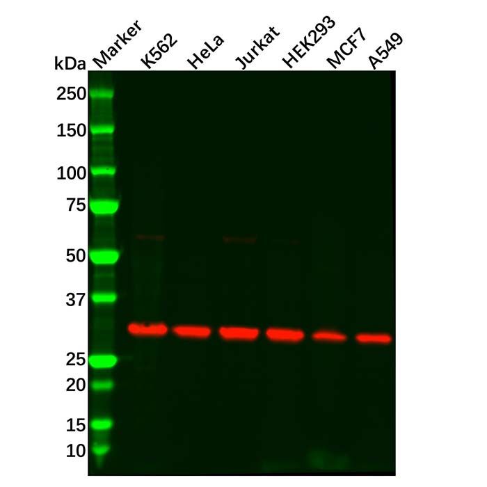 Recombinant CDK1 Antibody