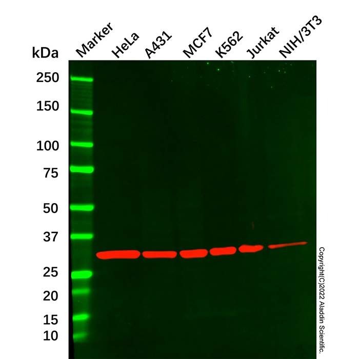 CDK2 Mouse mAb