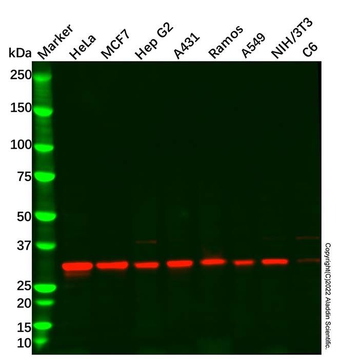 Cdk4 Antibody