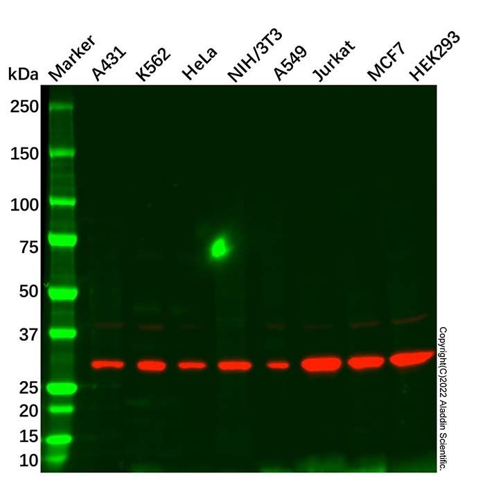 CDK5 Mouse mAb