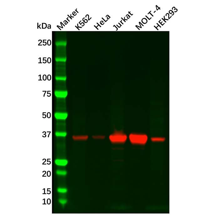 Recombinant Cdk6 Antibody