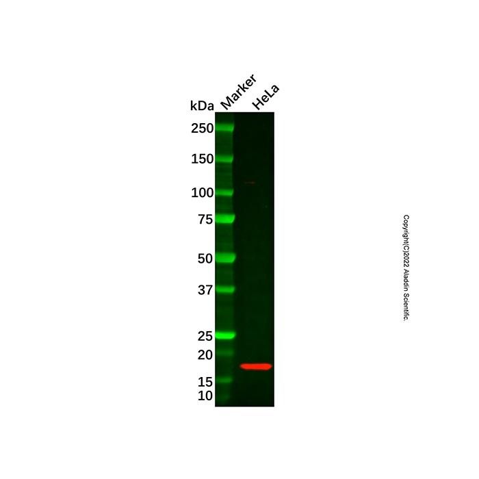 Recombinant CDKN2A/p16INK4a Antibody