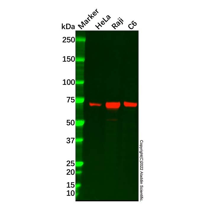 CDT1/DUP Antibody