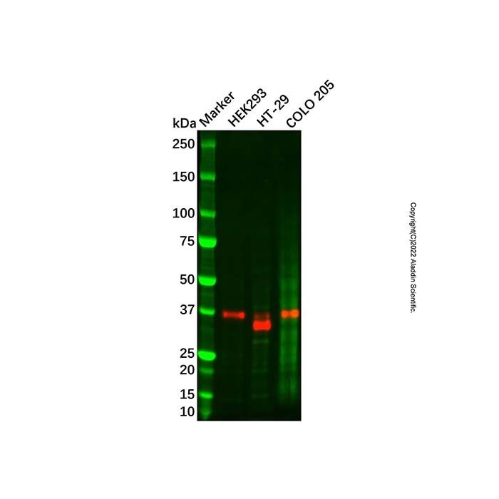 Recombinant CDX2 Antibody
