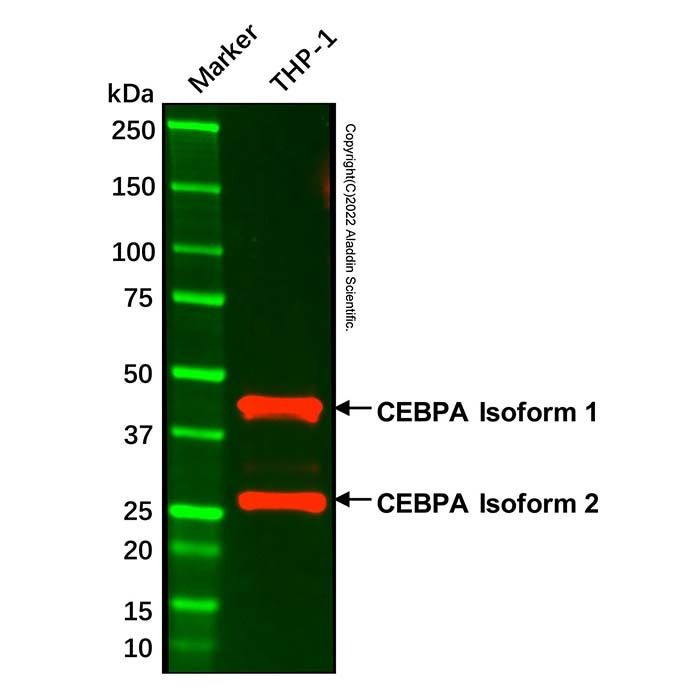 CEBPA Mouse mAb