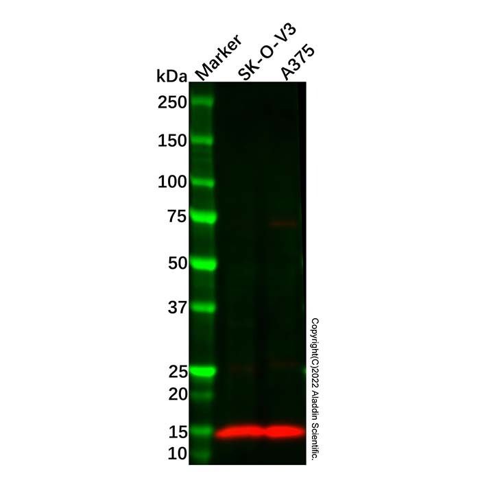 Recombinant Cellubrevin Antibody