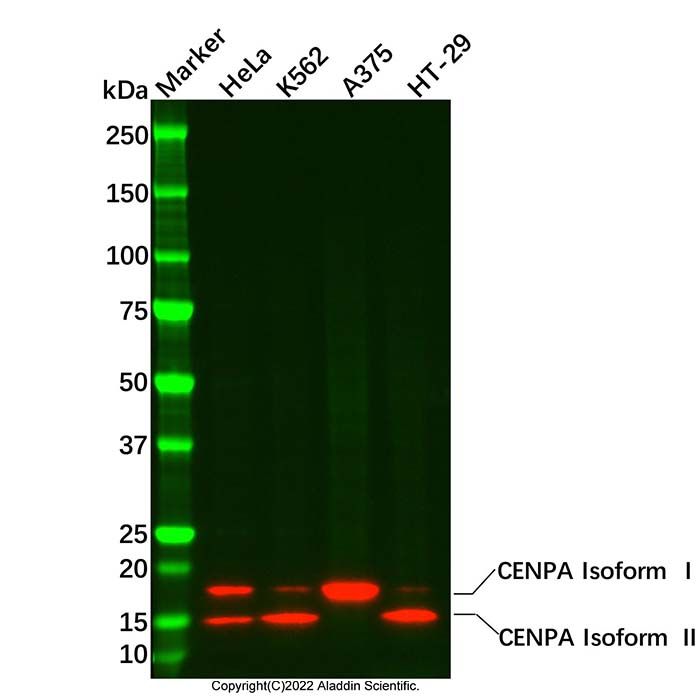 Recombinant CENPA Antibody