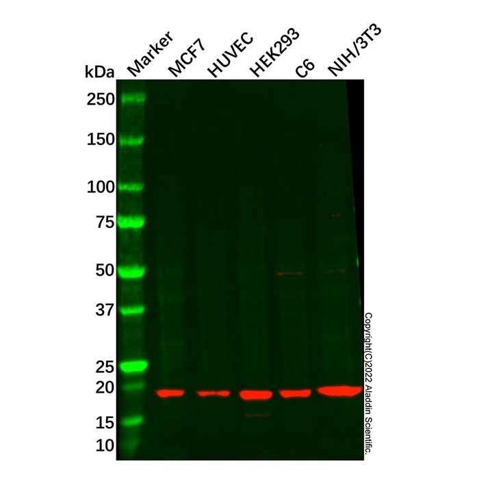 Centrin 2 Antibody