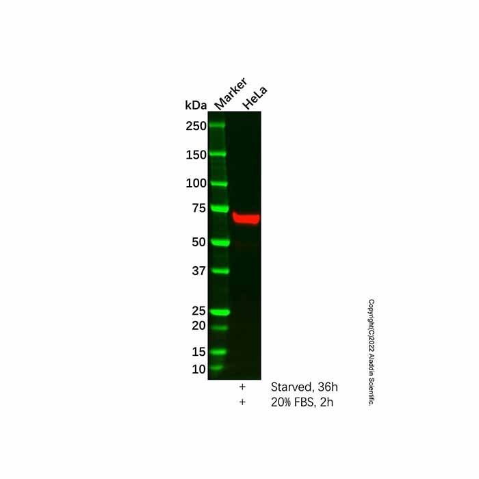 c-Fos Mouse mAb
