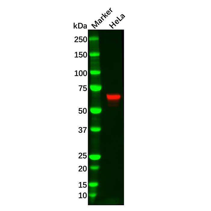 Recombinant Chk2 Antibody