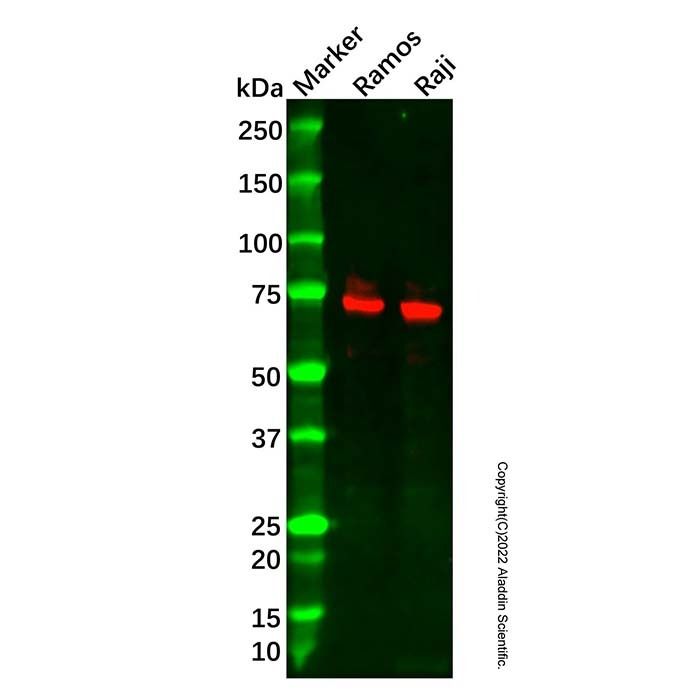 Recombinant cIAP2 Antibody