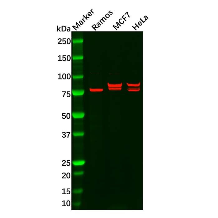 cIAP2 Mouse mAb
