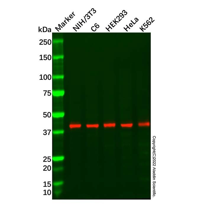 Recombinant c-Jun Antibody