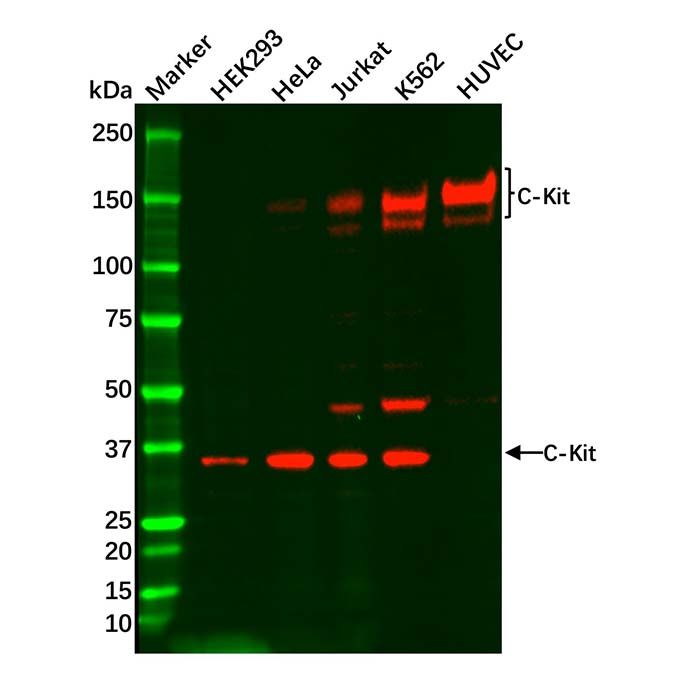 Recombinant c-Kit Antibody