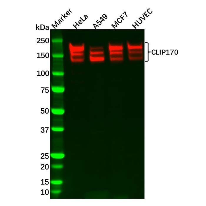 Recombinant CLIP170 Antibody
