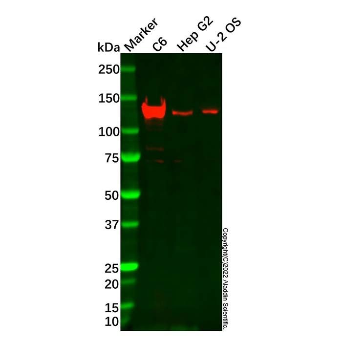 CLIP2 Antibody