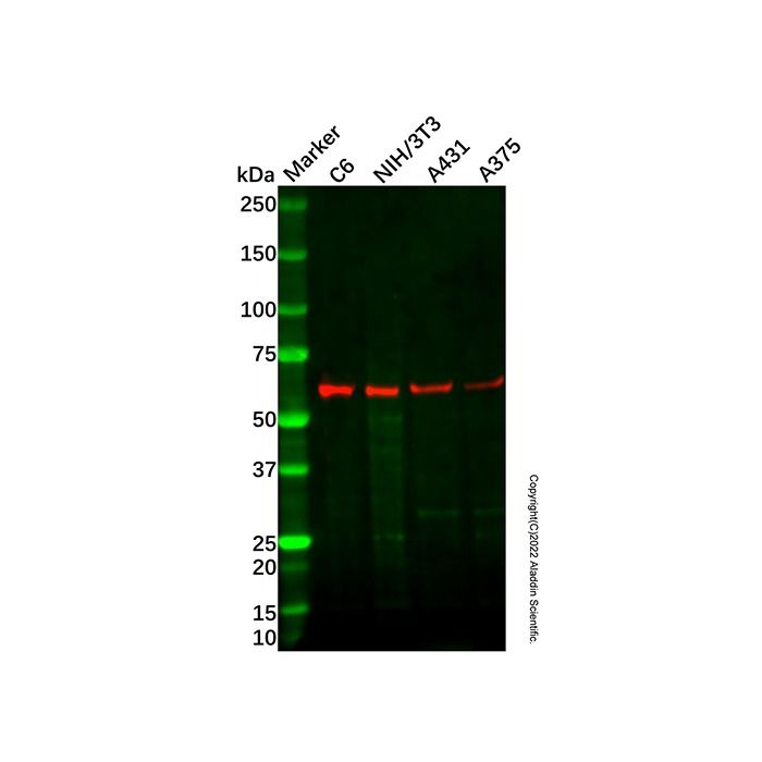 CLK2 Antibody