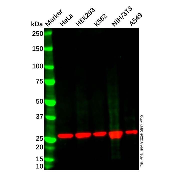 Recombinant CLPP Antibody