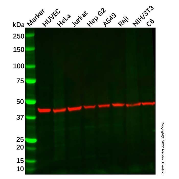 Recombinant c-Maf Antibody