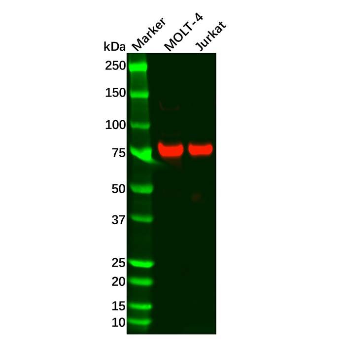 Recombinant c-Myb Antibody