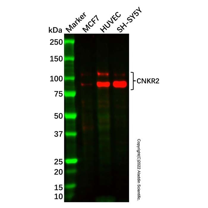 CNKR2 Antibody