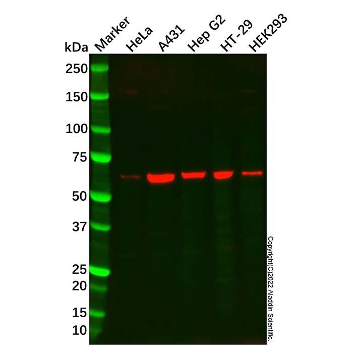 Recombinant COASY Antibody