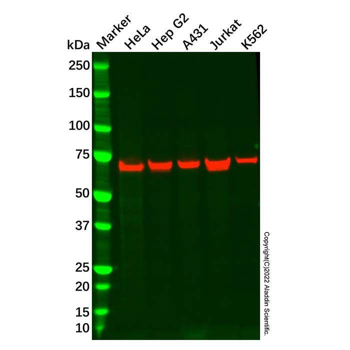 Recombinant COG6 Antibody