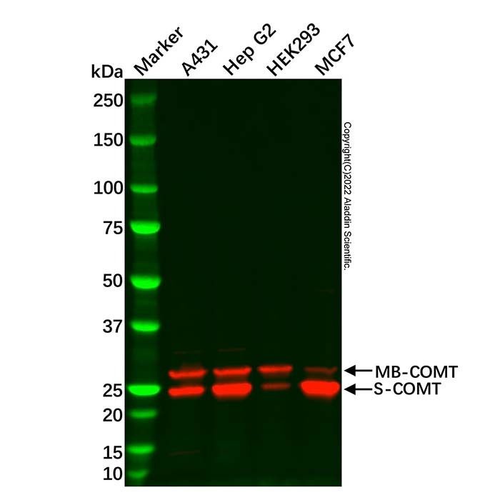COMT Antibody
