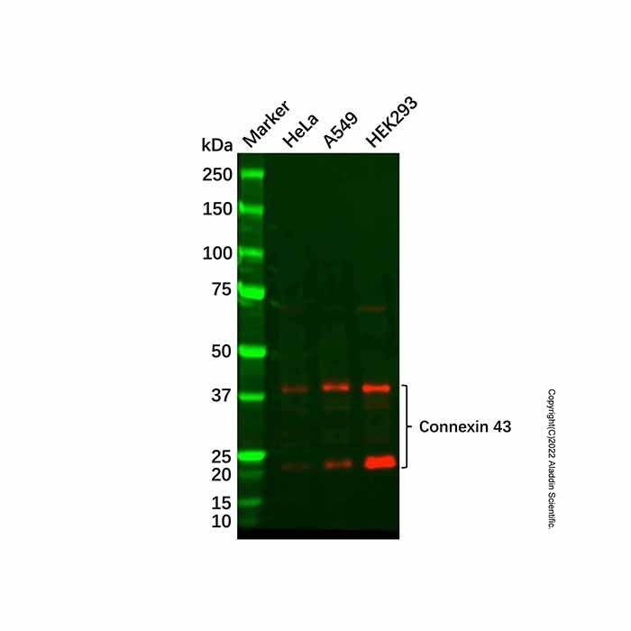 Connexin 43/GJA1 Antibody