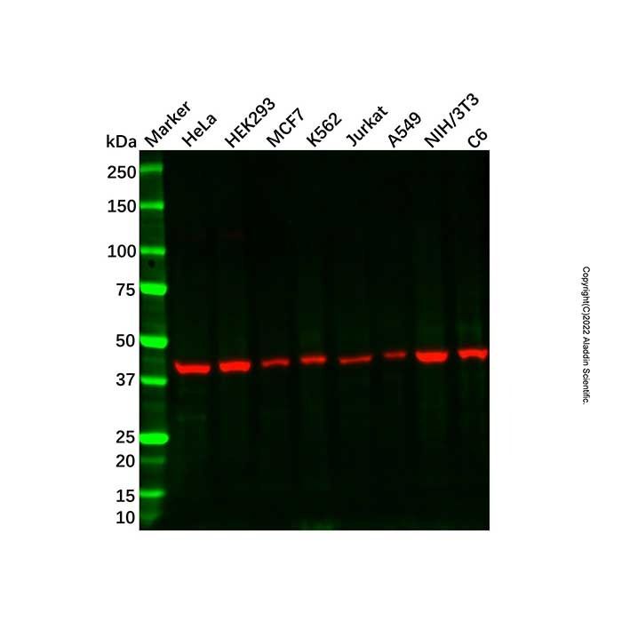 Recombinant COPS3/CSN3 Antibody
