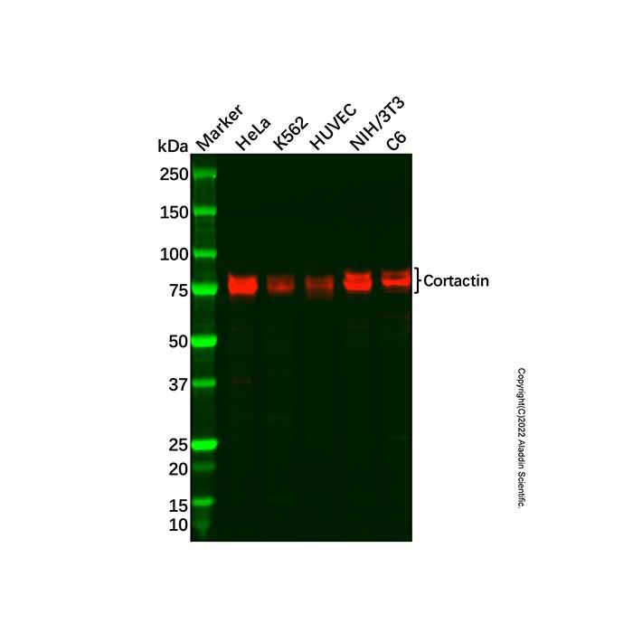 Recombinant Cortactin Antibody