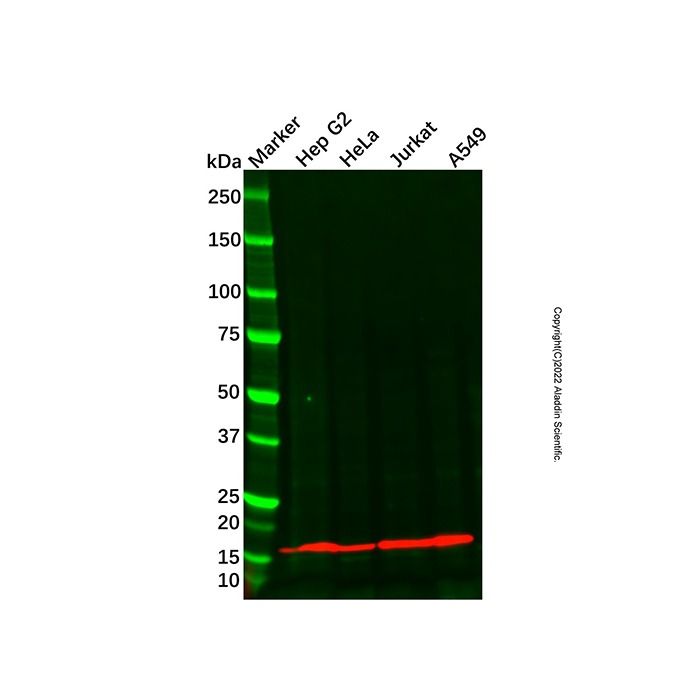 Recombinant COX IV Antibody