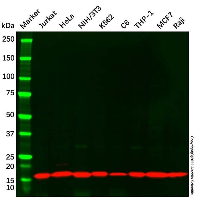 COX IV Mouse mAb