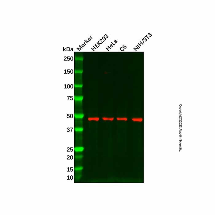 COX10 Antibody