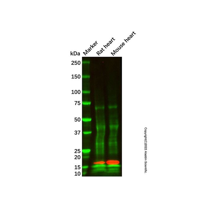 COX4I2 Antibody