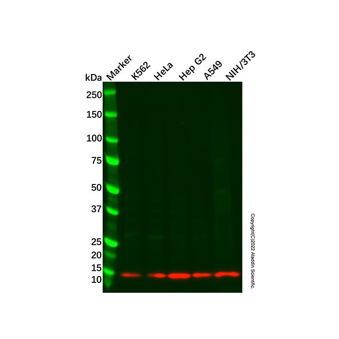 Recombinant COX5B Antibody
