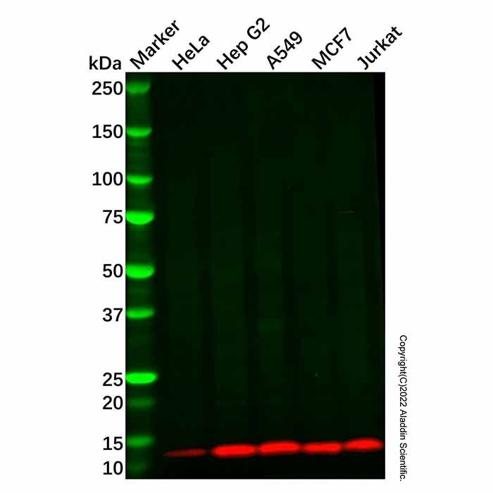 Recombinant COX6B1 Antibody