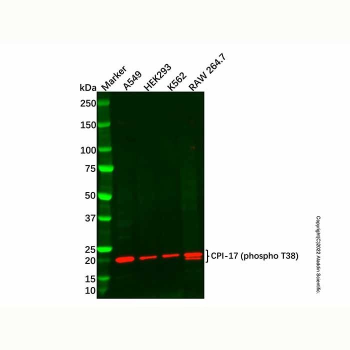 CPI-17 (phospho T38) Antibody
