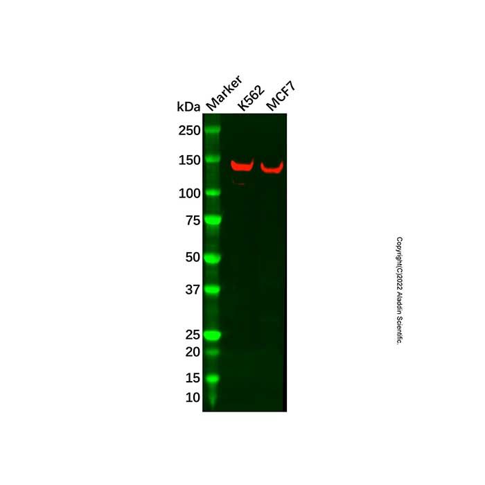 CPSF1 Antibody
