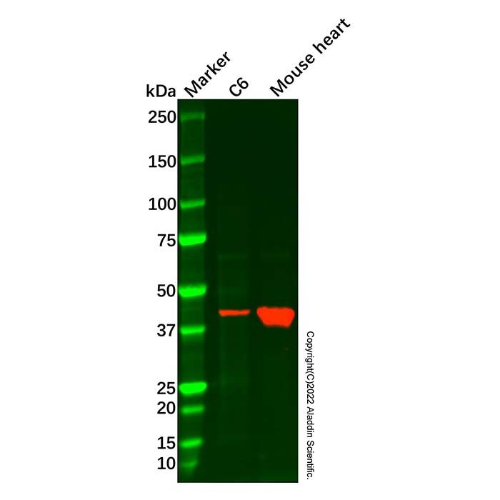 Creatine Kinase MM Mouse mAb