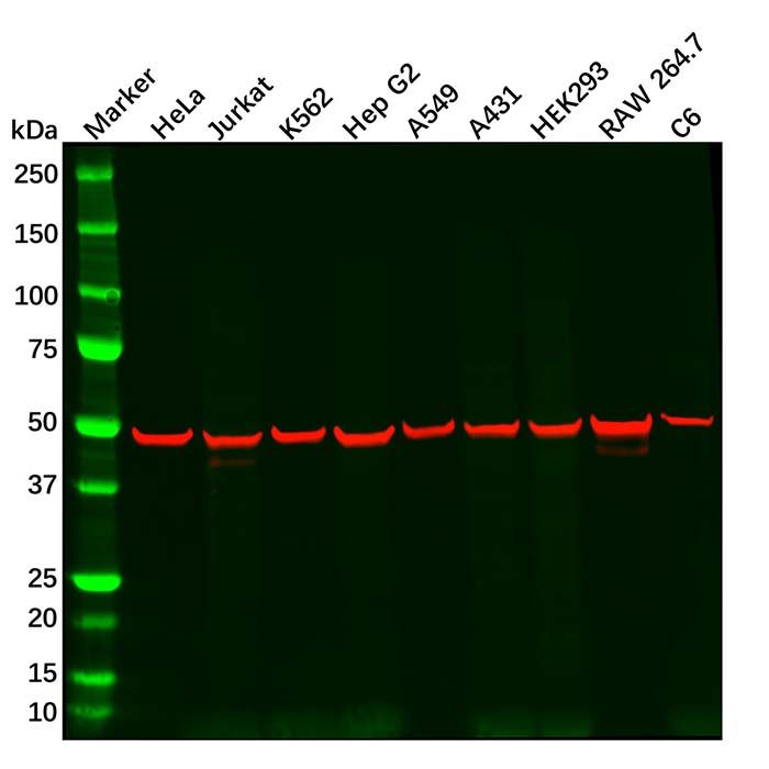 Recombinant CREB Antibody