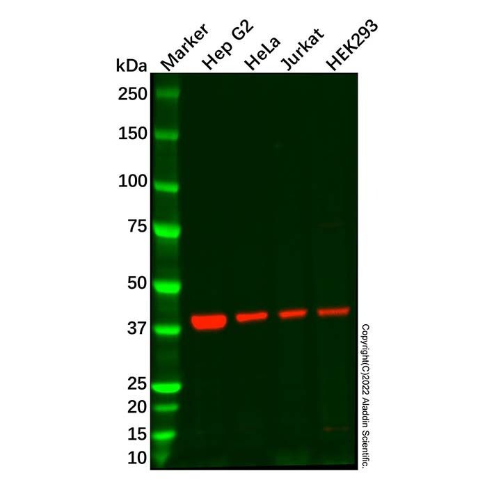 CREB3 Antibody