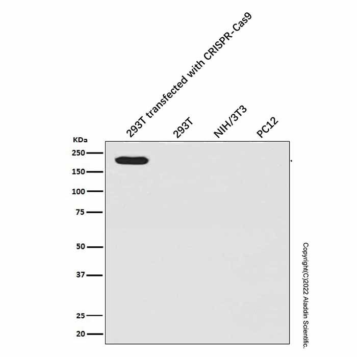 Recombinant CRISPR-Cas9 Antibody