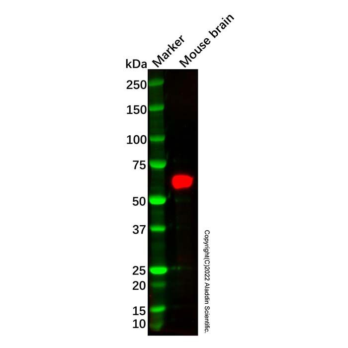 Recombinant CRMP4 Antibody