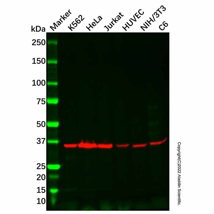 CSNK2A2 Antibody