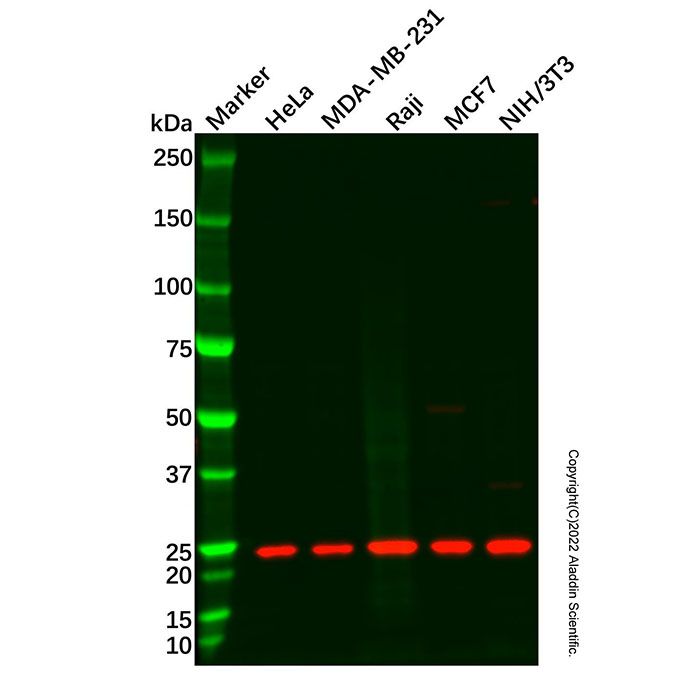 CSP-C Antibody
