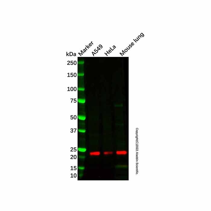 CSRP1 Antibody